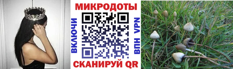 закладки  Геленджик  это формула  Галлюциногенные грибы Psilocybe 